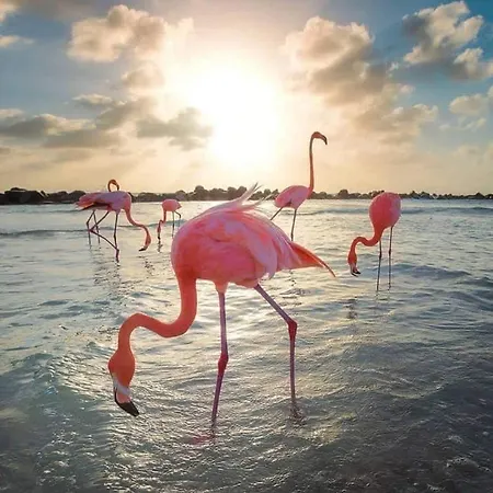 Casa Di Nick 公寓 *